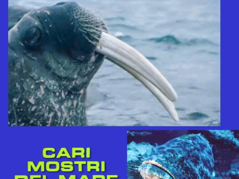 Cari mostri del mare