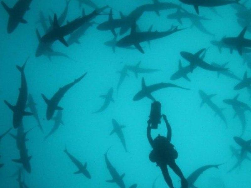 Cinquanta sfumature di squalo