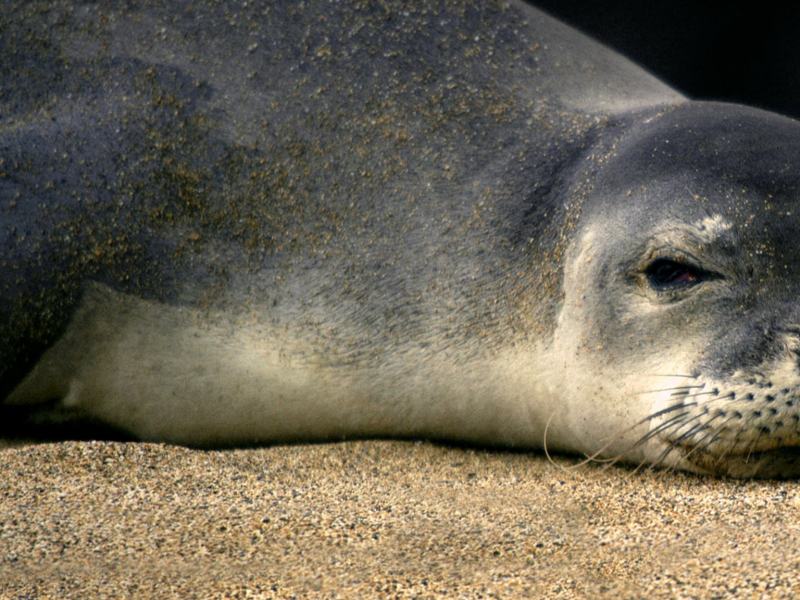 Sonno segreto, la foca monaca del Med...